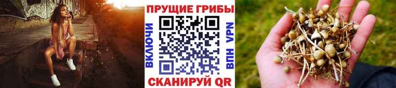 сколько стоит Ливны Галлюциногенные грибы мухоморы